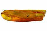 Fossil Truebug (Heteroptera) In Baltic Amber #166252-1